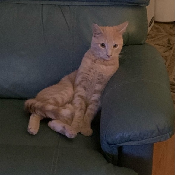 Live now! CCTreasureChest $3 Starts Like to be notified. Clothes, Jewelry Plus! - Picture 10 of 12